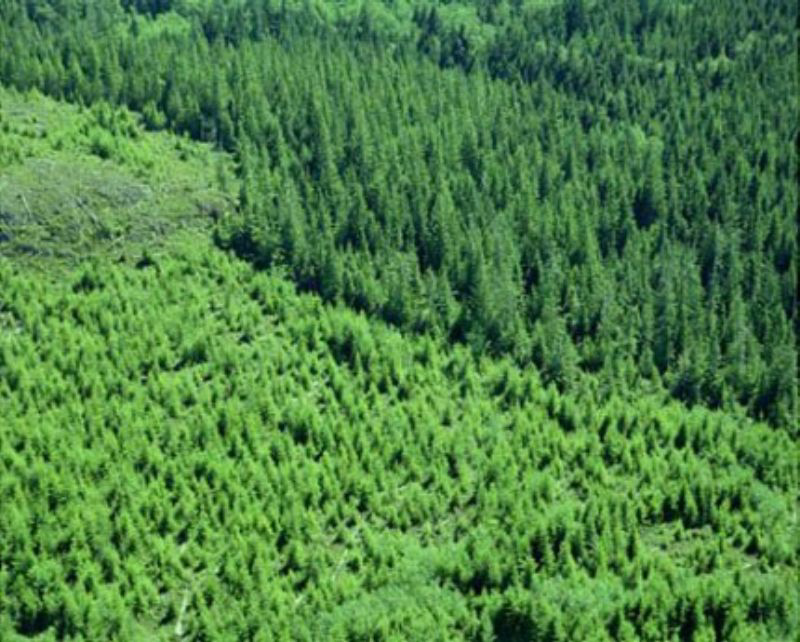 植林された森林が地球環境を守ります